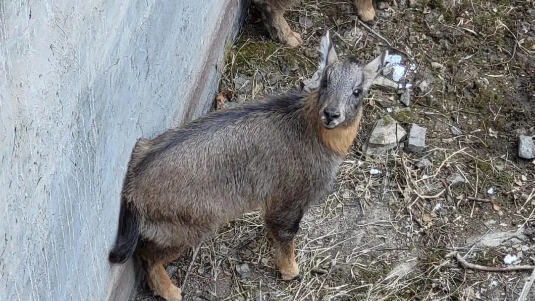 9只中华斑羚全部获救北京地区迄今发现最大的野外种群