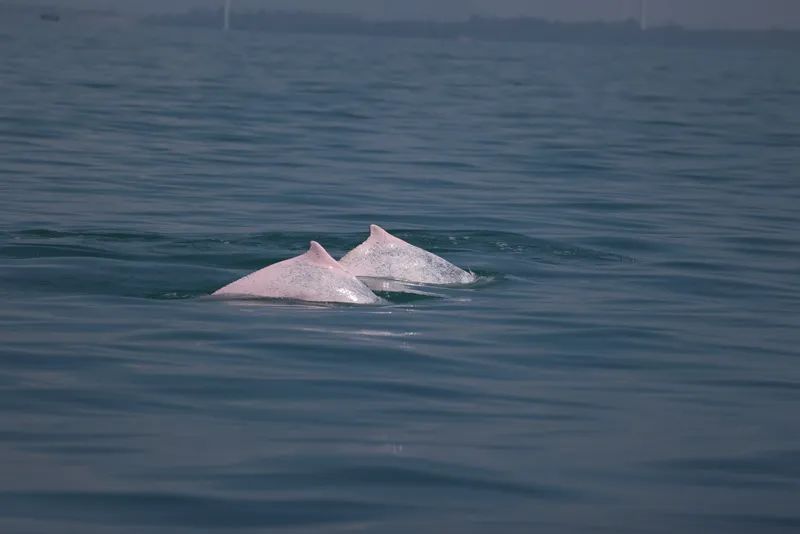中华白海豚现身海南岛西南海域