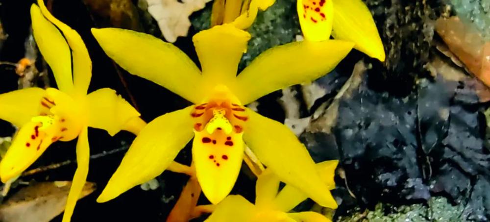 三明山涧发现3株极度濒危植物丹霞兰